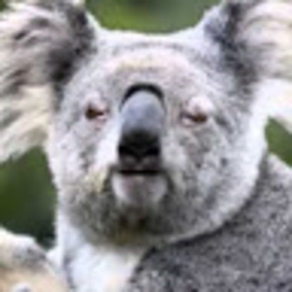 Meet your Posher, Shakira - Picture 1 of 1